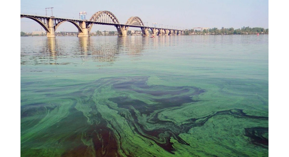 Причини цвітіння води: у водоймі, в кулері