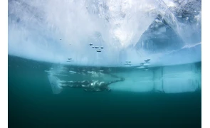 Чому вода не замерзає під товщею льоду?
